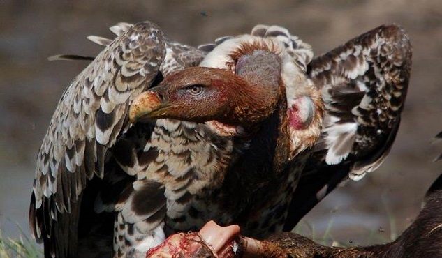 ruppells-vulture-photo-by-s-kapila-633x370