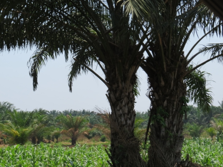 Along the East African coast of Tanzania - the sturdy palm oil tree – an important economic oil plant Copyright Rupi Mangat.