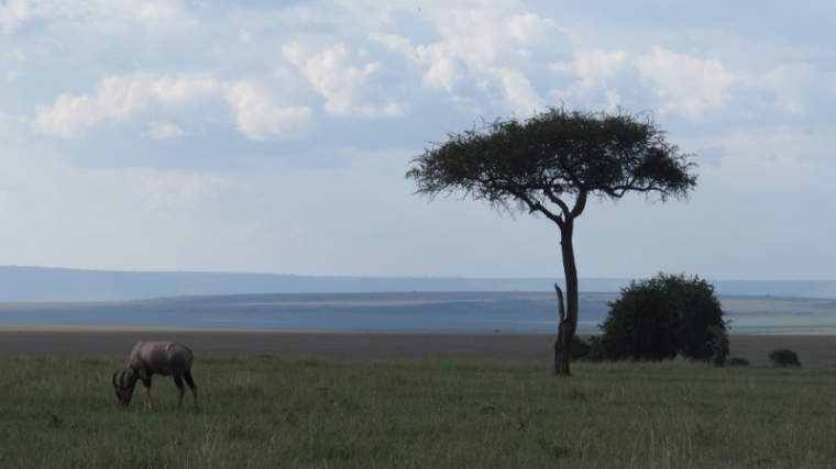 Topi and Balanites aegyptiaca Maasai Mara Jan 2019 Copyright Rupi Mangat (800x450)